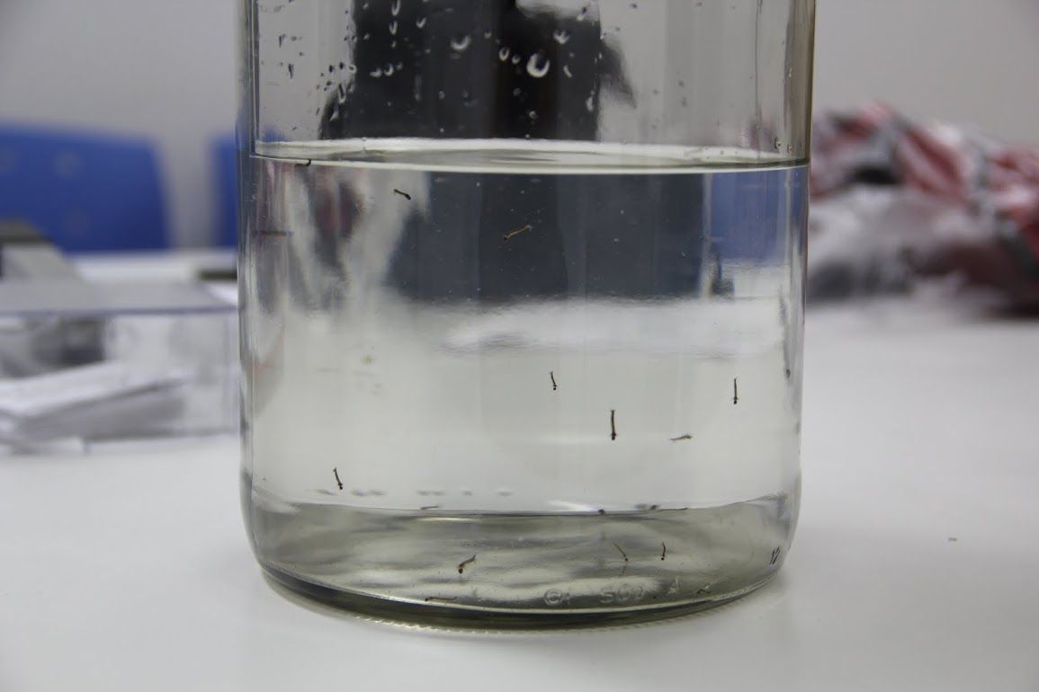 dengue8