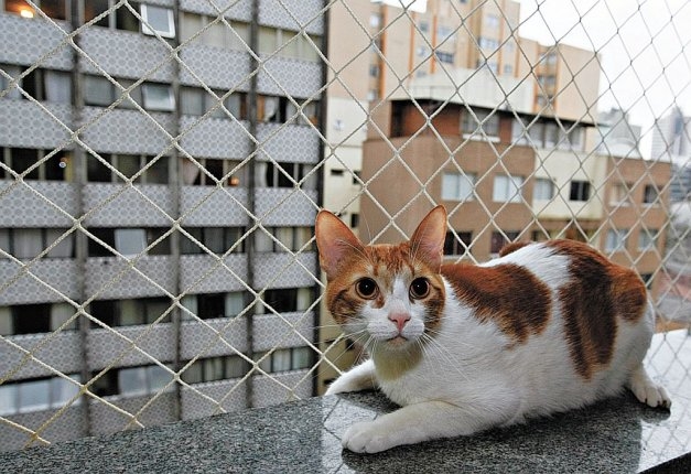 Na disputa pelo mesmo espaço