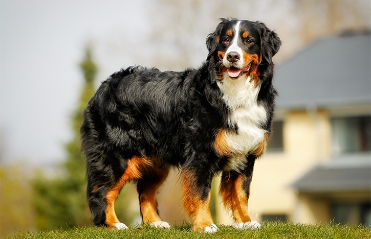 Morador tem um cão de grande porte da raça Bernese, o Boiadeiro de Berna
