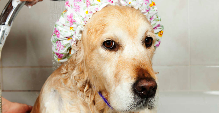 Como deve ser a higienização dos locais onde gatos e cachorros defecam, em condomínios?
