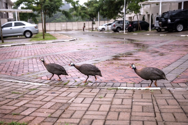 Galinhas-d'angola liberadas no condomínio do Morumbi, zona oeste de São Paulo.