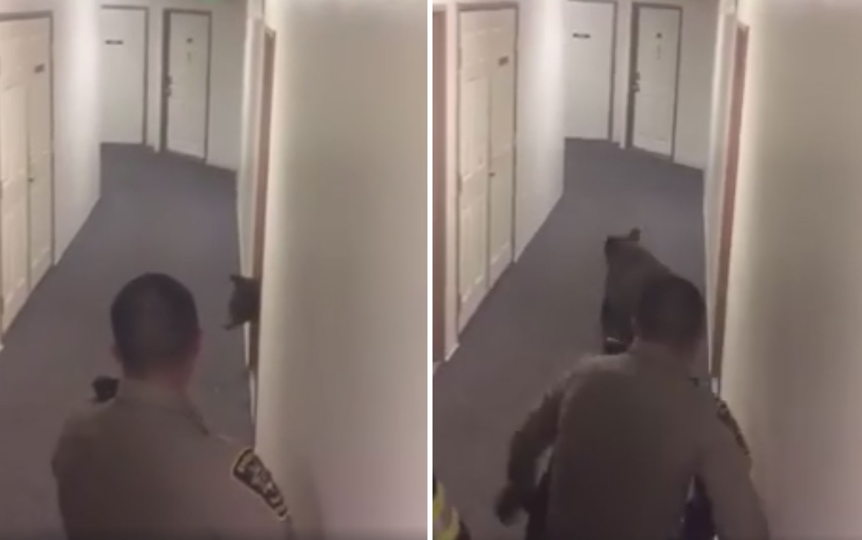 Urso é encontrado em apartamento em segundo andar de prédio nos EUA
