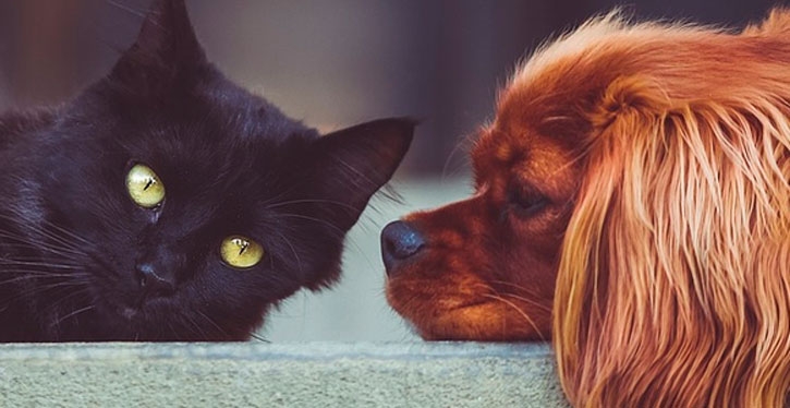 Justiça veda serviço de hospedagem de animais em edifício residencial
