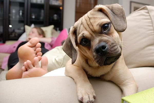 Para conviver bem com os animais em condomínio