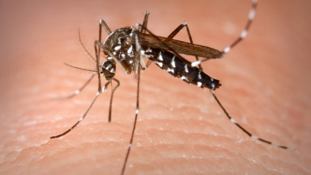 Combate ao Aedes aegypti precisa de apoio da população
