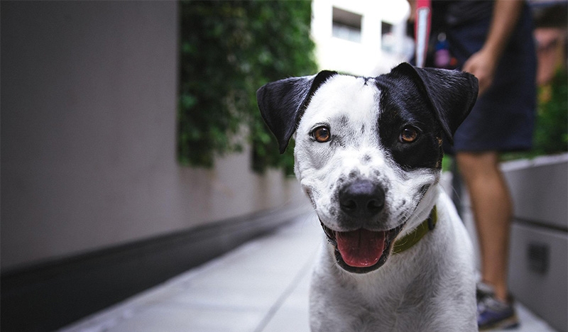 Animais em condomínio: é proibido proibir