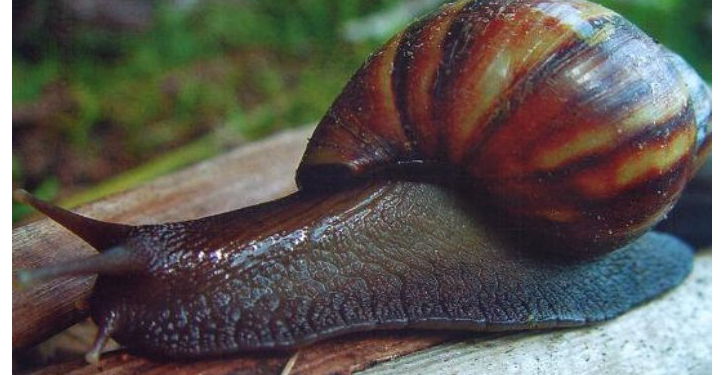 Zoonoses orienta para eliminação de caramujos africanos
